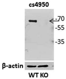 IRF5 antibody | knockout validation | Cell Signaling 4950 figure 1