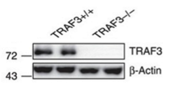 TRAF3 antibody | knockout validation | Cell Signaling 4729 figure 1