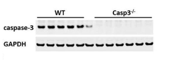 Caspase-3 antibody | knockout validation | Cell Signaling 9662 figure 2