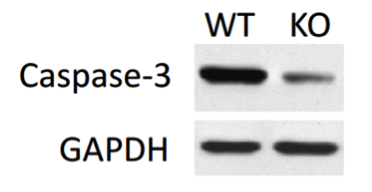 Caspase-3 antibody | knockout validation | Cell Signaling 9662 figure 3