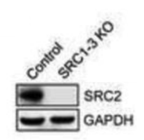 SRC2 antibody | knockout validation | Bethyl A300-346A figure 1