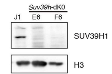 SUV39H1 antibody | knockout validation | Cell Signaling 8729S figure 1