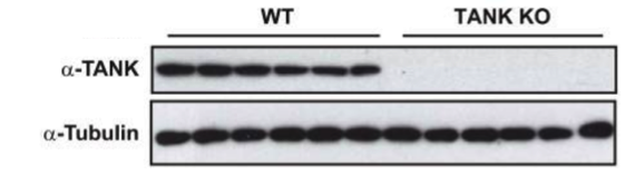 TANK antibody | knockout validation | Cell Signaling 2141 figure 1