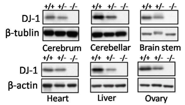 DJ-1 antibody | knockout validation | Cell Signaling 5933 figure 1