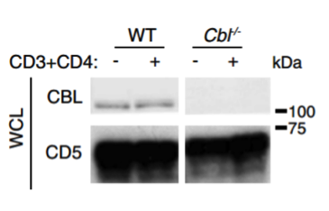 CBL antibody | knockout validation | Cell Signaling 2747 figure 1