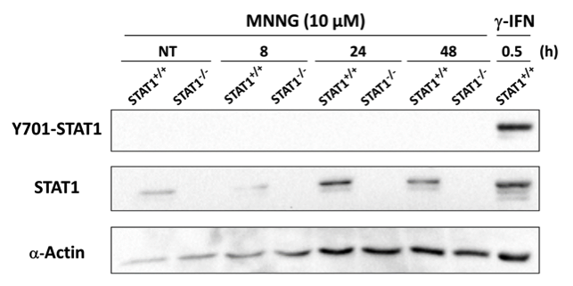 STAT1 antibody | knockout validation | Cell Signaling 9167 figure 1