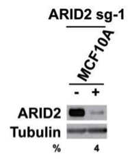 ARID2 antibody | knockout validation | Santa Cruz sc-166117 figure 1