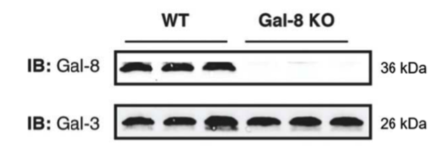 galectin-8 antibody | knockout validation | Novus NBP1-66520 figure 1