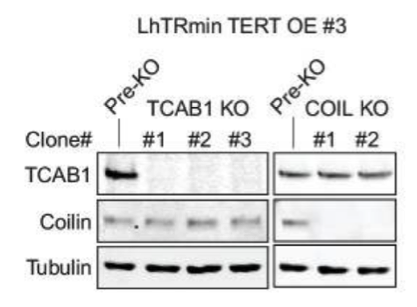 TCAB1 antibody | knockout validation | Novus NB100-68252 figure 1