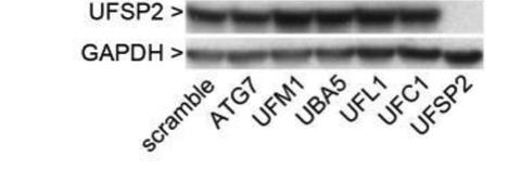 UFSP2 antibody | knockout validation | Abcam ab185965 figure 1