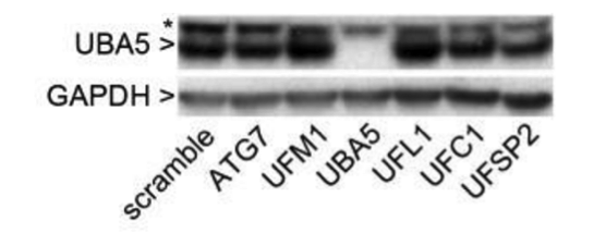 UBA5 antibody | knockout validation | Abcam ab177478 figure 1