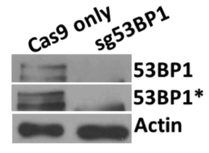 53BP1 antibody | knockout validation | Abcam ab21083 figure 1