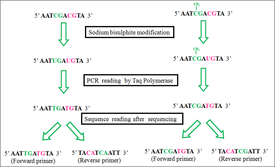 DNA 甲基化研究方法 图 3