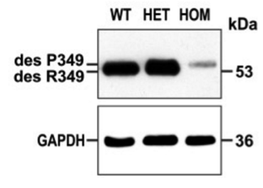desmin antibody | knockout validation | Sigma D1033 figure 1