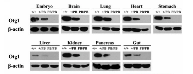 OTG1 antibody | knockout validation | Sigma HPA018019 figure 1