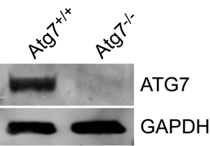 ATG7 antibody | knockout validation | Sigma SAB4200304 figure 1