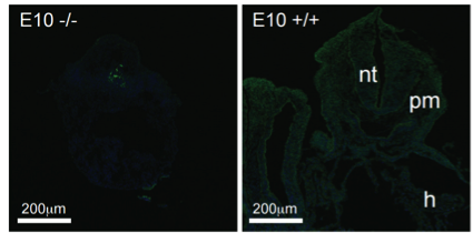 PKN2 antibody | knockout validation | R&D Systems MAB5686 figure 1