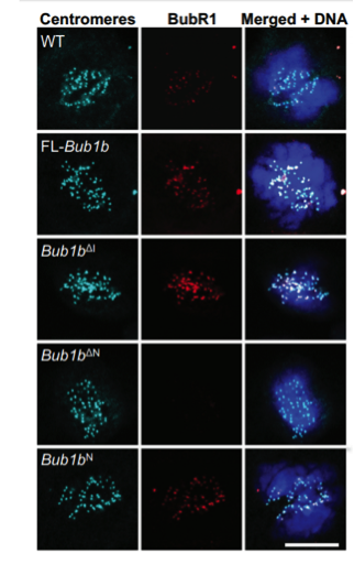 BubR1 antibody | knockout validation | BD Transduction 612503 figure 1