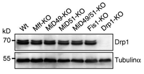 Drp1 antibody | knockout validation | BD Biosciences 611739 figure 1