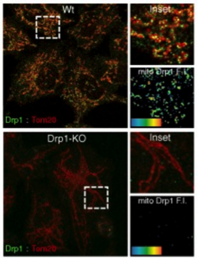 Drp1 antibody | knockout validation | BD Biosciences 611739 figure 2