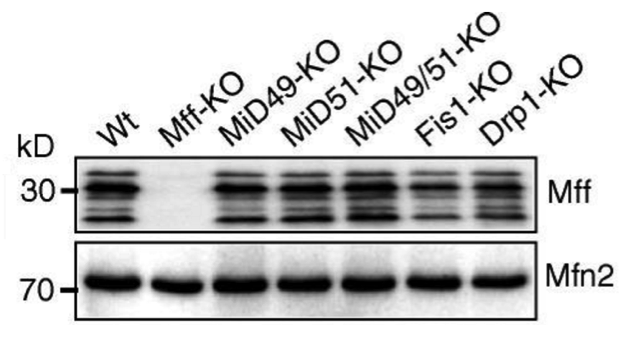 Mff antibody | knockout validation | Proteintech 17090-1-AP figure 1