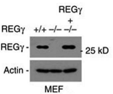 REGgamma antibody | knockout validation | BD 611181 figure 1