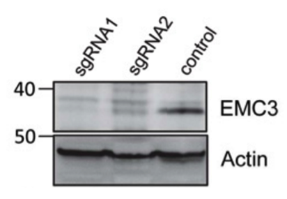 EMC3 antibody | knockout validation | Santa Cruz sc-365903 figure 2