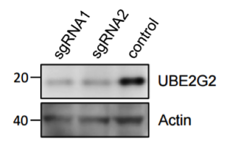UBE2G2 antibody | knockout validation | abcam ab174296 figure 2