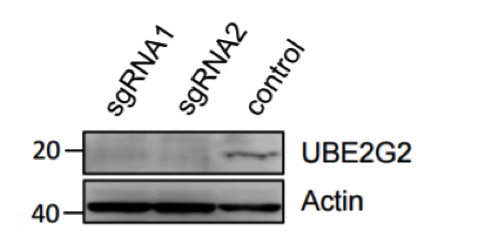 UBE2G2 antibody | knockout validation | abcam ab174296 figure 3