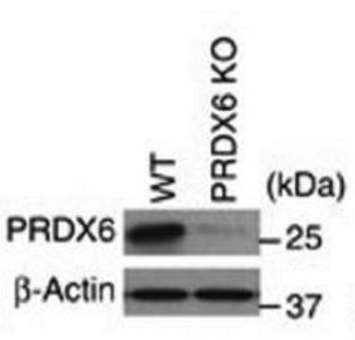 PRDX6 antibody | knockout validation | ProteinTech 13585-1-AP figure 1