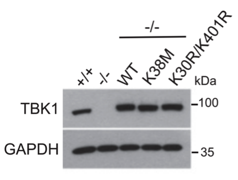 TBK1 antibody | knockout validation | Abcam ab40676 figure 1