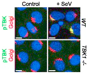 IKKepsilon antibody | knockout validation | Cell Signaling Technology 5483 figure 1