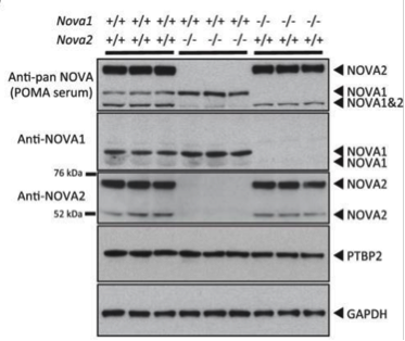NOVA1 antibody | knockout validation | abcam ab183024 figure 1