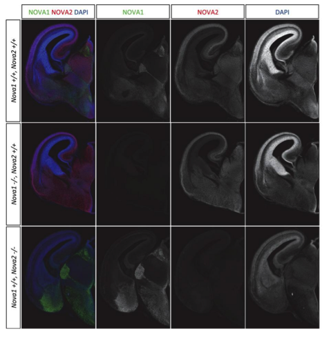 NOVA1 antibody | knockout validation | abcam ab183024 figure 2