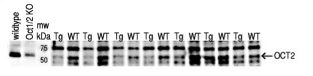 OCT2 antibody | knockout examination | LifeSpan Bioscience LS-C80615 figure 1