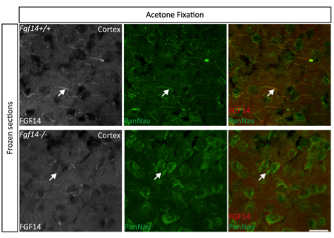 FGF14 antibody | knockout validation | NeuroMab 75-096 figure 1