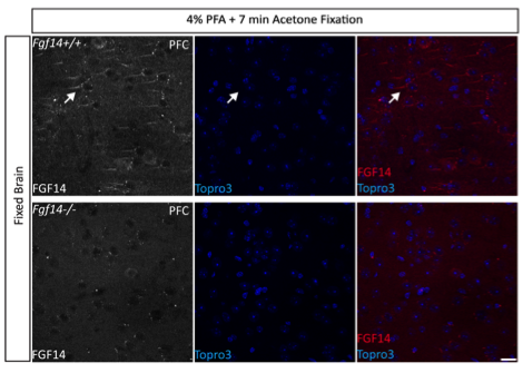FGF14 antibody | knockout validation | NeuroMab 75-096 figure 2