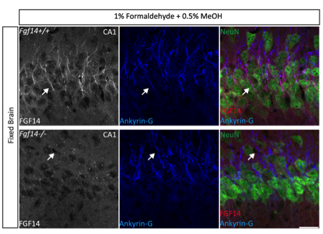 FGF14 antibody | knockout validation | NeuroMab 75-096 figure 3