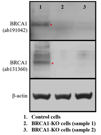 BRCA1 antibody | knockout validation | Abcam ab191042 figure 1