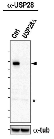 Usp28 antibody | knockout validation | abcam ab126604 figure 1