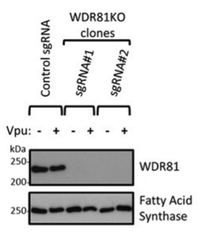 WDR81 antibody | knockout validation | Abcam ab121733 figure 1