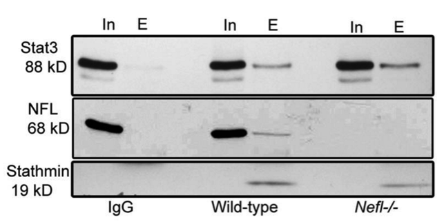 neurofilament-light chain antibody | knockout validation | Abcam ab9035 figure 1