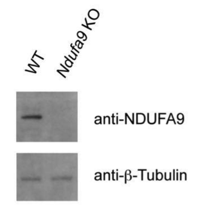 NDUFA9 antibody | knockout validation | Abcam ab14713 figure 1