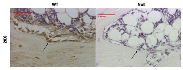 osteocalcin antibody | knockout validation | Abcam ab13420 figure 1