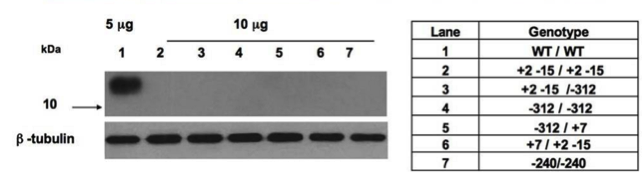 osteocalcin antibody | knockout validation | Abcam ab13420 figure 2