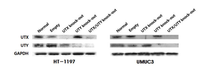 UTY antibody | knockout validation | Abcam ab91236 figure 1