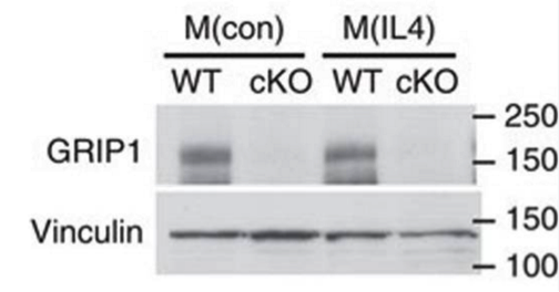 GRIP1 antibody | knockout validation | Abcam ab10491 figure 1