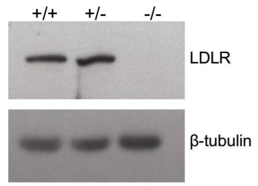 LDLR antibody | knockout validation | Abcam ab215980 figure 1