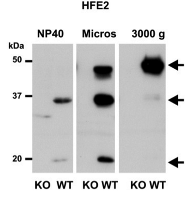 HFE2 antibody | knockout validation | R&D Systems AF3634 figure 1