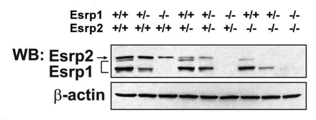 Esrp1/2 antibody | knockout validation | Rockland Immunochemicals 210-301-C31 figure 1